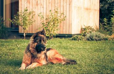 Osada Puszczy Śpiew - Foto 37