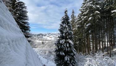 Wald-Chalet Vulkaneifel - Foto 2