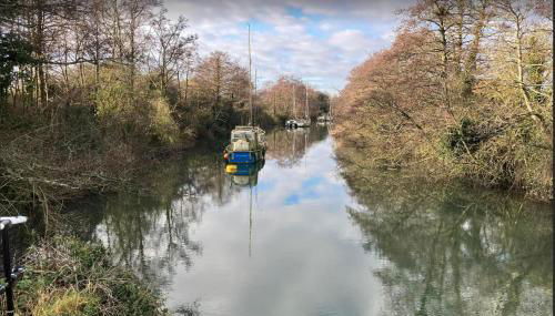 Pomegranate - Photo 4