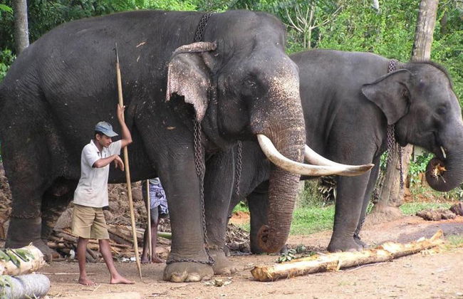 Découvrez Kandy - Excursion d'une Journée - Photo 2