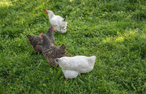 Klausenhansenhof - Foto 29