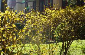 Danae Home - Foto 11