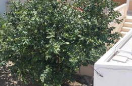 Captain John's Apartment - Foto 6