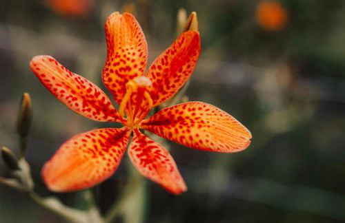 Healing Acres - Foto 40