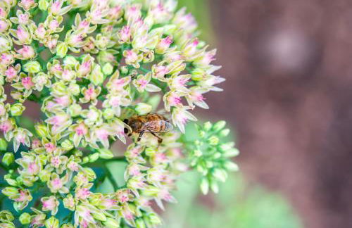 Weingut Schmid Oberrautner Apartment Suites - Foto 34