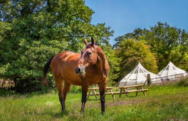 Star Gazing Bell Tent Farm Stay - Foto 11