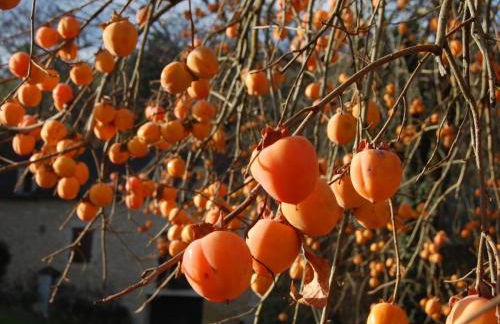 Maison pour 6 pers. avec piscine privée et animaux acceptés - FR-1-616-83 - Foto 13