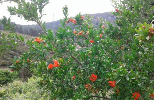 Palheirinho - Foto 44