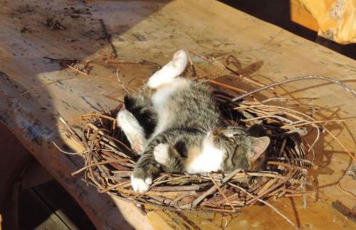 Auf'm Reifnhof - Foto 13