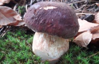 Gîte de la Salamandre - Foto 30