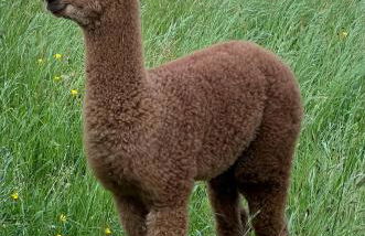 Lac de Vassivière Petite maison à proximité - Foto 20