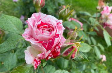 La Locanda Del Tevere - Foto 59