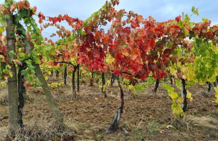 Casa Colonica - Foto 42