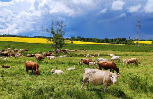 Ferienhaus Blaue Blume mit 11 kW Ladestation, Kamin, Terrasse, eingezäuntem Garten, Sauna, WLAN, Netflix, 2 Hunde willkommen! - Foto 64