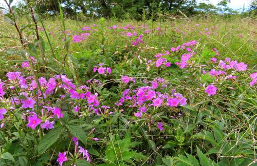 Treetops Cabin easy to Asheville with fast wifi and great view - Foto 42