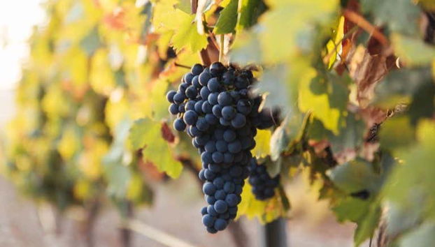 Grapes at the winery