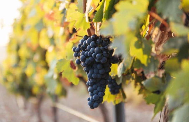 Altanza Winery Tour - Photo 4