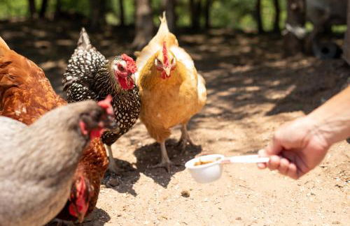 Hobbit Treehouse with waterfall on the Brazos River! 350 acres! Tubing! Petting zoo! - Foto 44