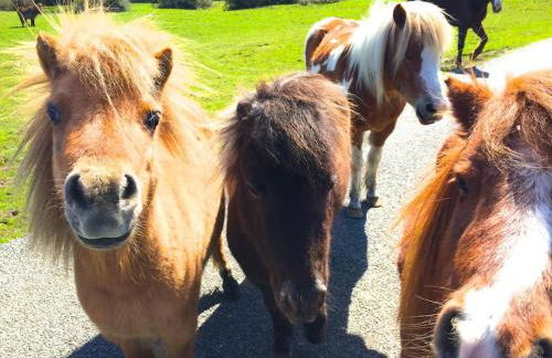 Luxury house in The New Forest - Foto 19