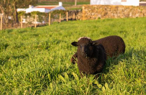 Quinta do Oeste - Photo 3