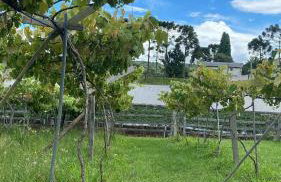 Chácara Morango do amor - Foto 8