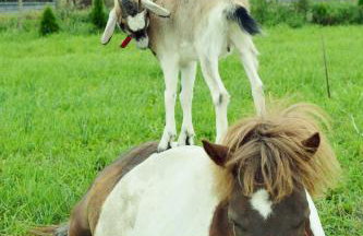 Domki Loft nad Stawem 4d4dz - Foto 29