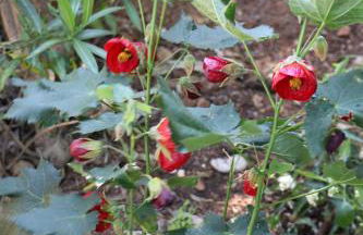 Mesomax - Villa vue mer, piscine, proche de la mer - Appartement RDC - Foto 17