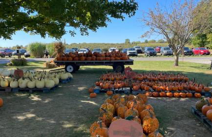 Springfield Beach House - Foto 45