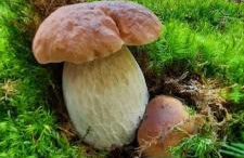 Grande maison cévenole authentique - Foto 33