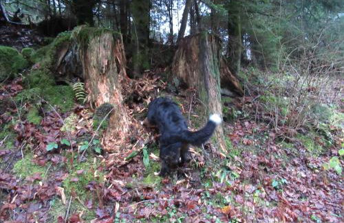 Ferienwohnung Schönmünzblick - Photo 49