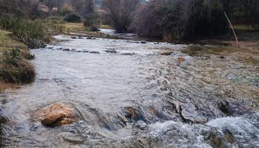 Águila Real - Foto 5