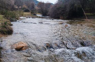 Águila Real - Photo 5