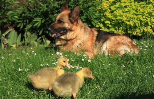 Pojezierze Drawskie Agroturystyka Greanna - Foto 55