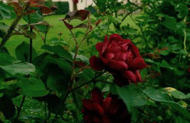 Agriturismo Borgo Buzzaccarini Rocca di Castello - Foto 60