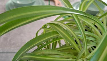 Hôte Stéphanois &parking - Foto 3