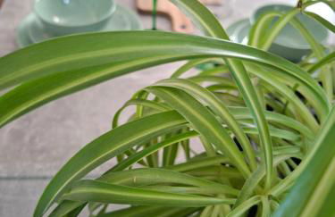 Hôte Stéphanois &parking - Foto 3