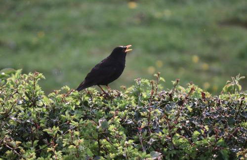 Robin Cabin with hot tub - Foto 31