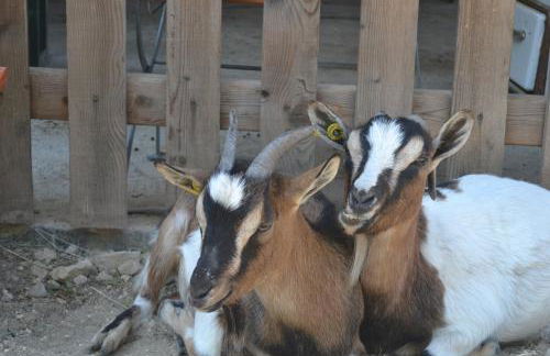 Agritur Scoiattolo - Foto 43