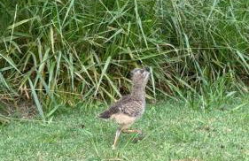 Casa do Sol - Casa Branca - Foto 27