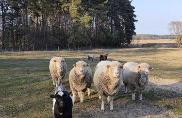 Smocze Ranczo 3 - Foto 80