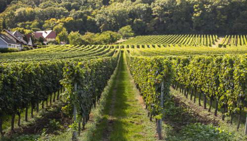 Ferienwohnung Steuerwald - Photo 2