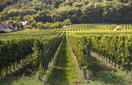 Ferienwohnung Steuerwald - Foto 2