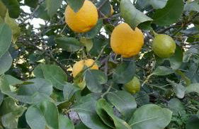 Masseria Ai Pioppi - Foto 48