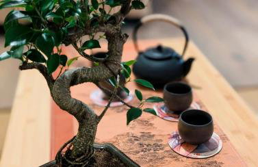 Zen Sakura - Le Souffle d'Asie - Photo 23