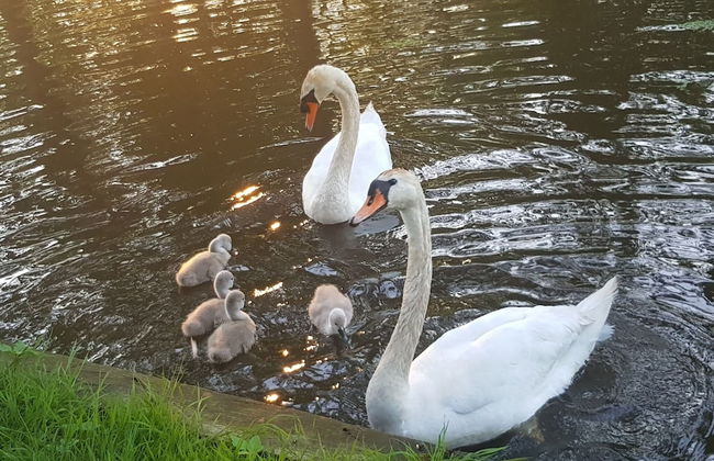 Attractive Farmhouse in Giethoorn With Garden - Photo 48