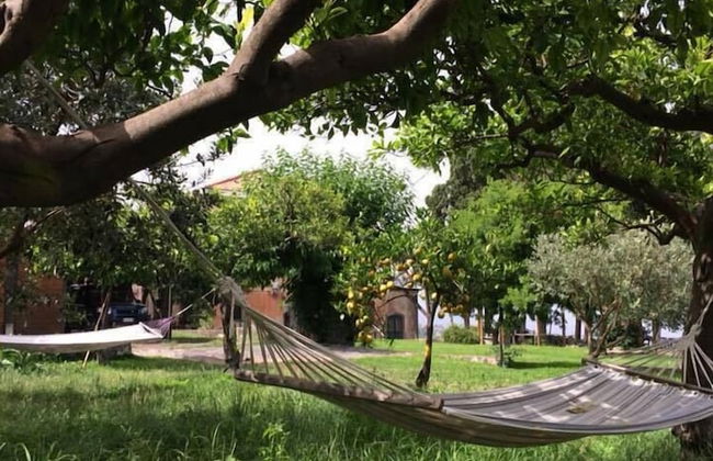 Codavolpe Giardino di Tea - Foto 27