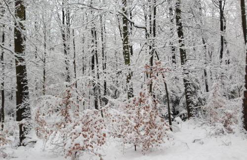 Ferienhaus Ginkgo Biloba - Foto 45