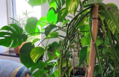 Skalny Widok - Foto 16