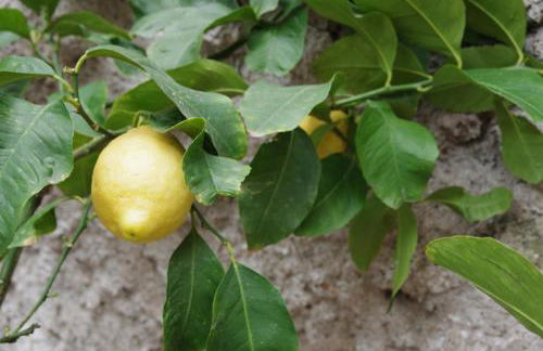 villa liberata - Foto 6