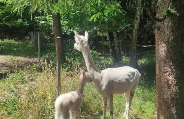 Dworek pod Liwoczem - Foto 46